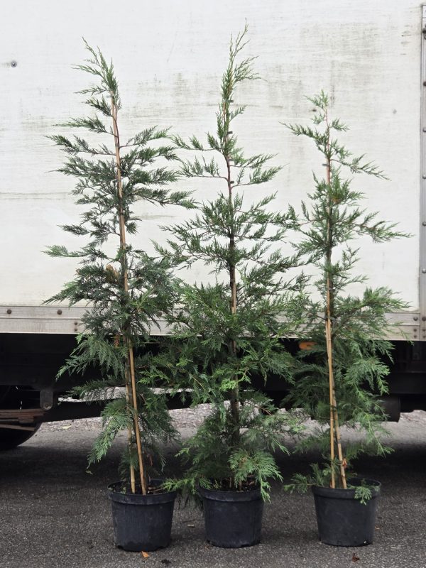 Potted Leyland 10l