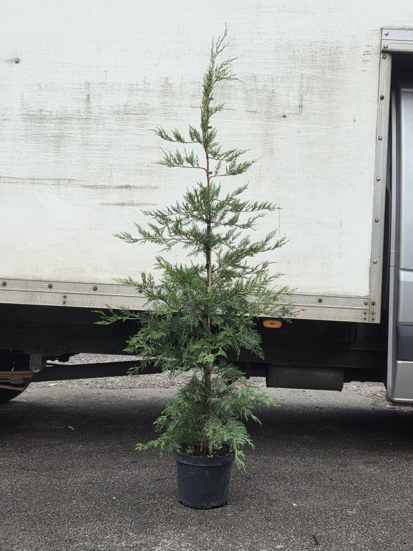 Potted Leyland 10l1