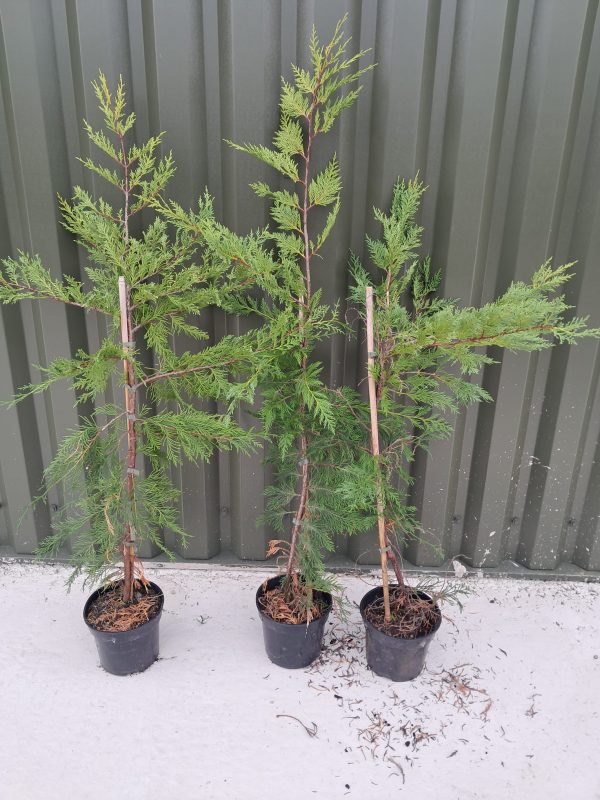 Potted Leyland 3l 1