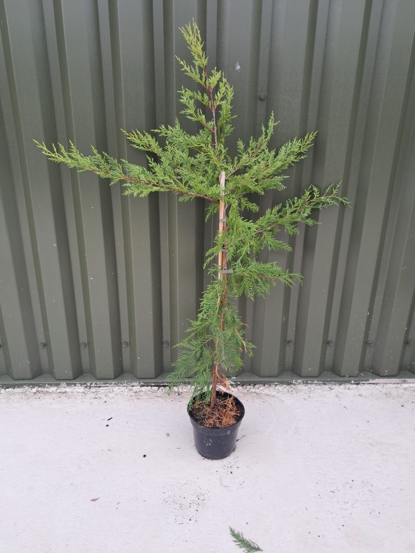 Potted Leyland 3l 2
