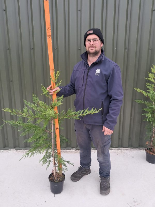 Potted Leyland 3l
