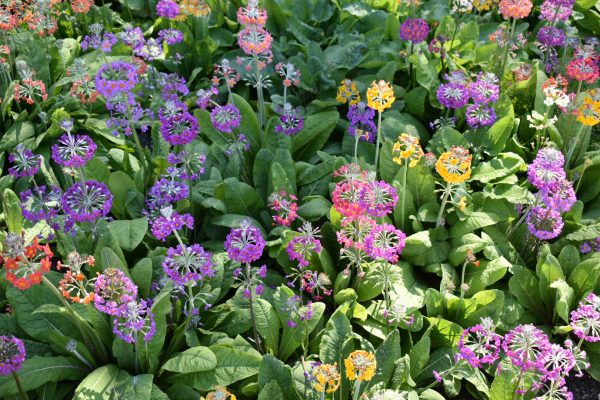 Primula 'Harlow Carr Hybrids'2 Primula 'Harlow Carr Hybrids'