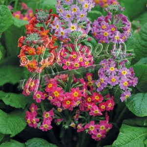 Primula 'Harlow Carr Hybrids'