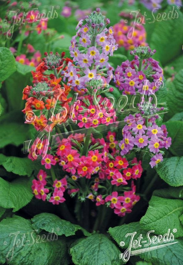 Primula 'Harlow Carr Hybrids'4 Primula 'Harlow Carr Hybrids'