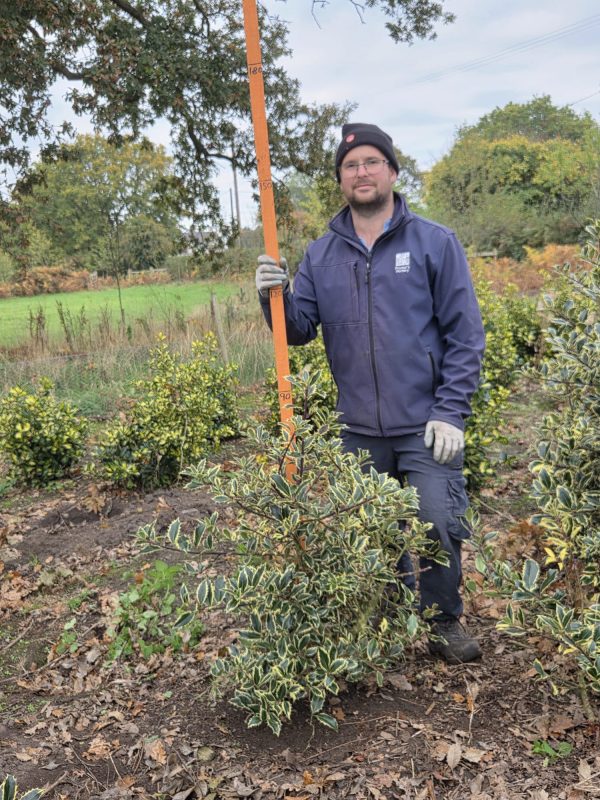 Rootball Ilex Handsworth New Silver 3ft