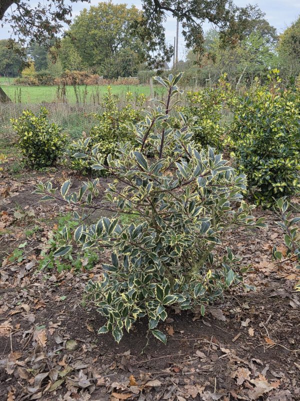 Rootball Ilex Handsworth New Silver 4ft 2