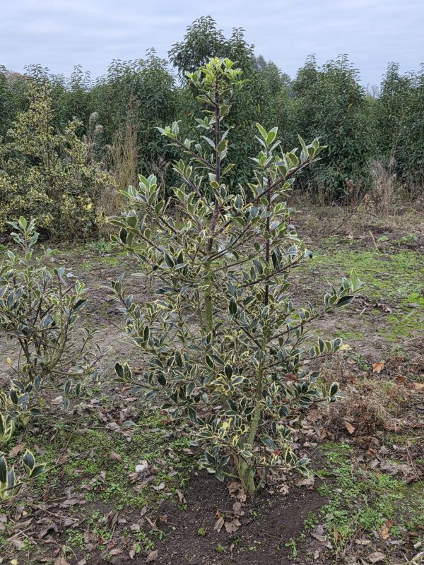 Rootball Ilex Handsworth New Silver 5ft 2