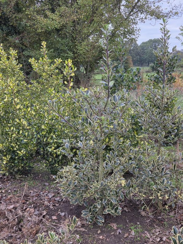 Rootball Ilex Handsworth New Silver 5ft