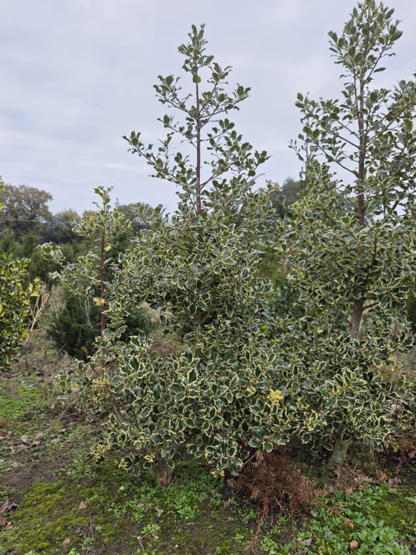 Rootball Ilex Silver Queen 5ft 2