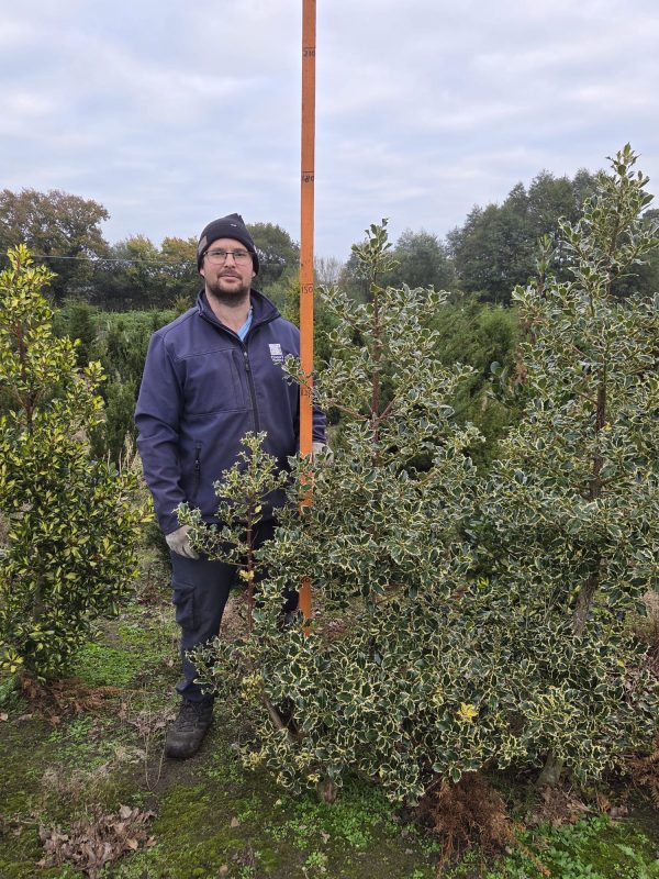 Rootball Ilex Silver Queen 5ft