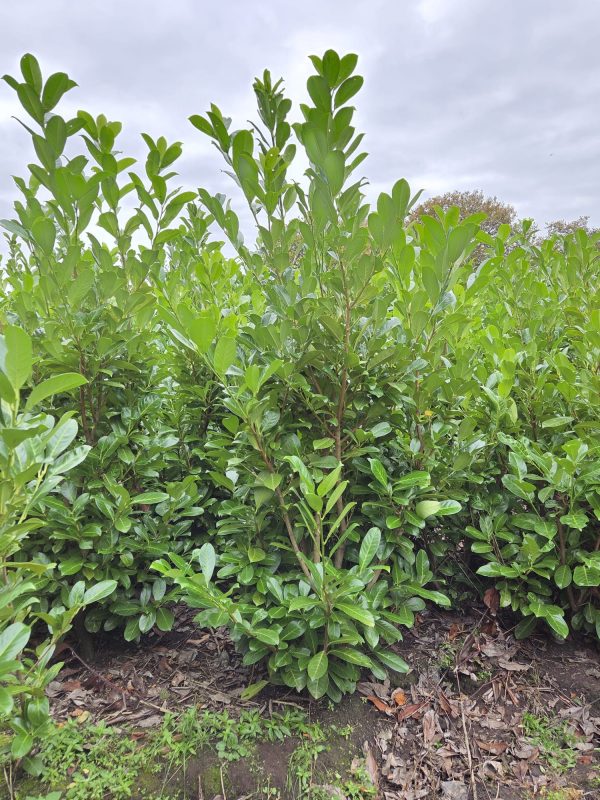 Rootball Laurel 6 ft + 3