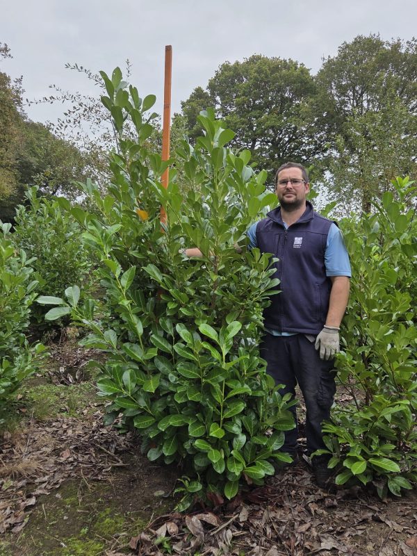 Rootball Laurel 6 ft + 4