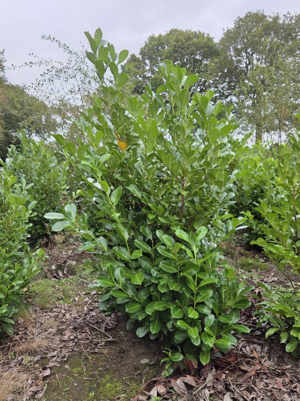 Rootball Laurel 6 ft +5