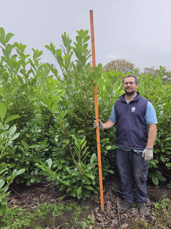 Rootball Laurel 6 ft + 6