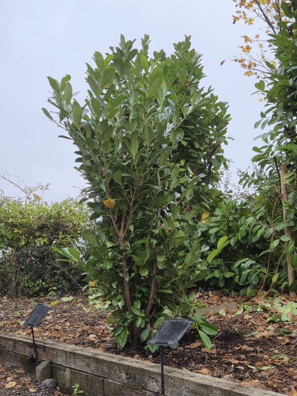 Rootball Laurel 6ft +