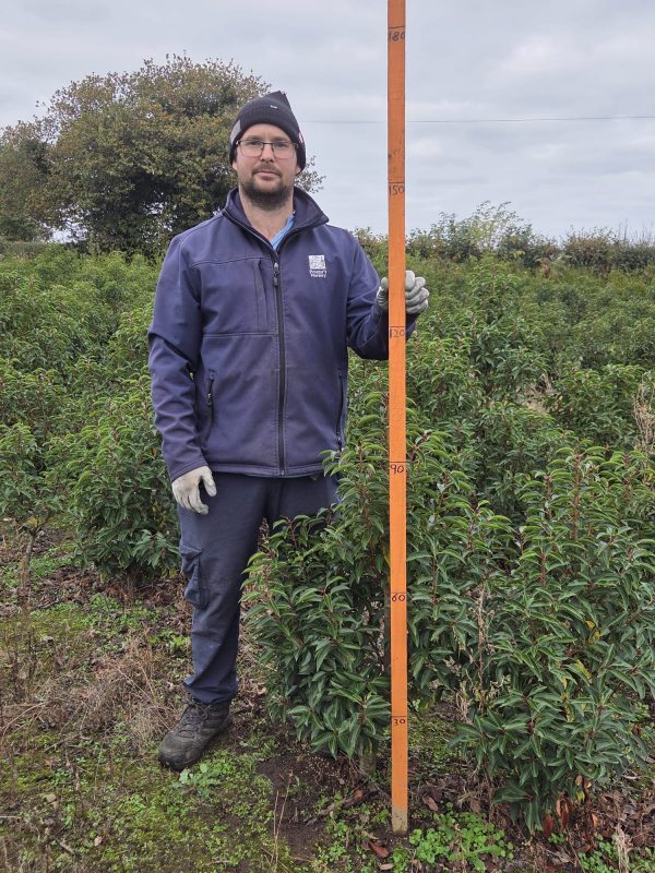 Rootball Portugese Laurel 3ft