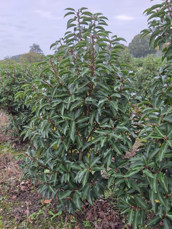 Rootball Portugese Laurel 5ft 2 Rootball Portugese Laurel 5ft