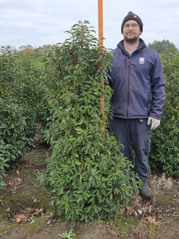 Rootball Portugese Laurel 5ft