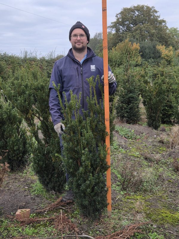Rootball Yew 4ft 2