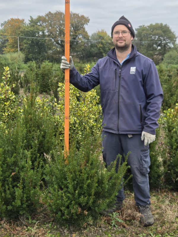 Rootball Yew 2-3ft