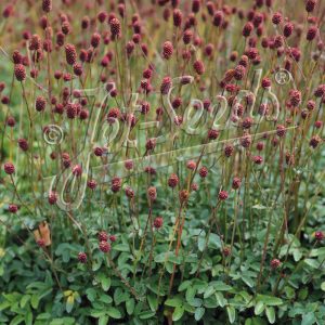 Sanguisorba officinalis 'Little Red Tanna'