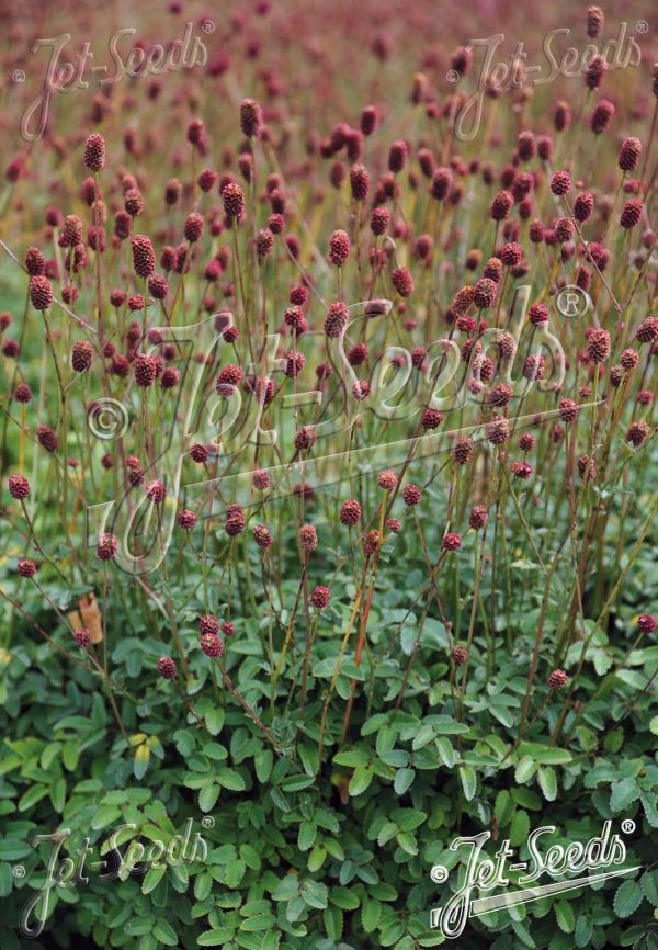 Sanguisorba officinalis 'Little Red Tanna'