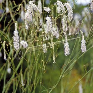 Sanguisorba tenuifolia var. alba