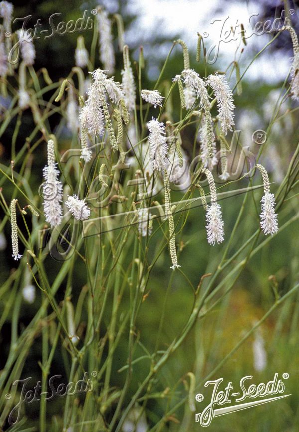 Sanguisorba tenuifolia var. alba