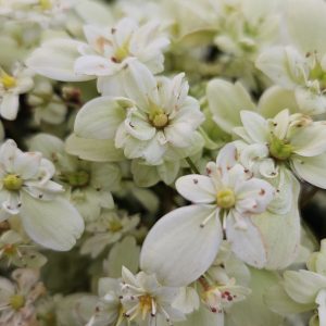 Saxifraga Dancing Pixies 'Tracie'