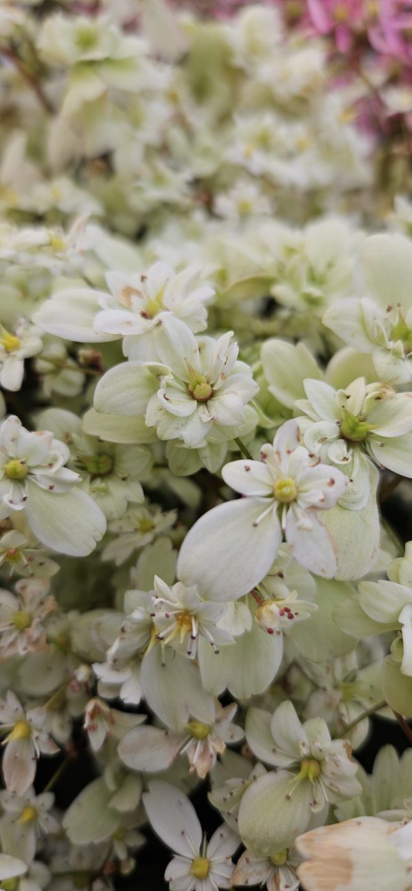 Saxifraga Dancing Pixies 'Tracie' Saxifraga Dancing Pixies 'Tracie'