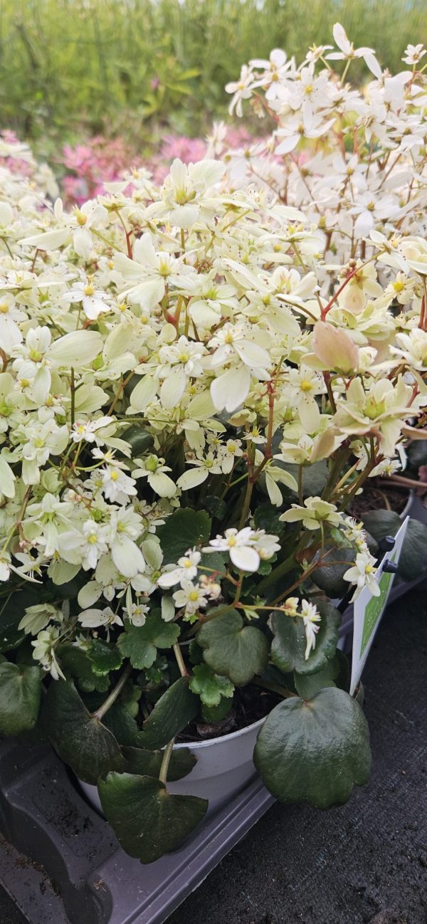 Saxifraga Dancing Pixies 'Tracie'2 Saxifraga Dancing Pixies 'Tracie'