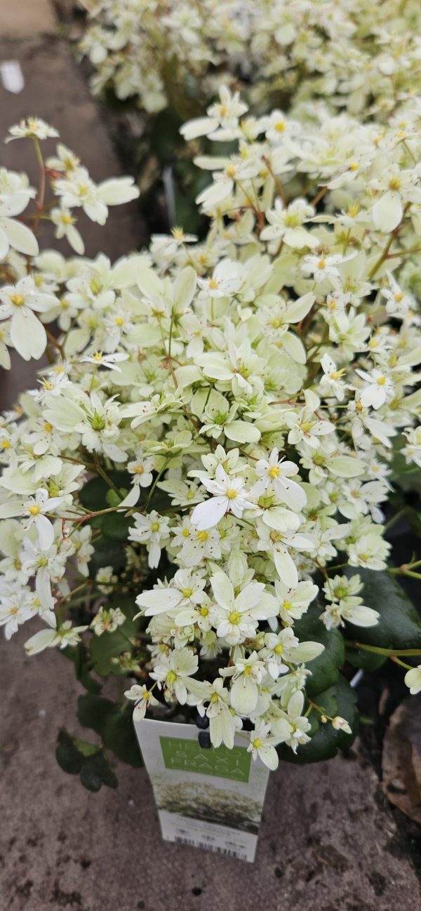 Saxifraga Dancing Pixies 'Tracie'3 Saxifraga Dancing Pixies 'Tracie'