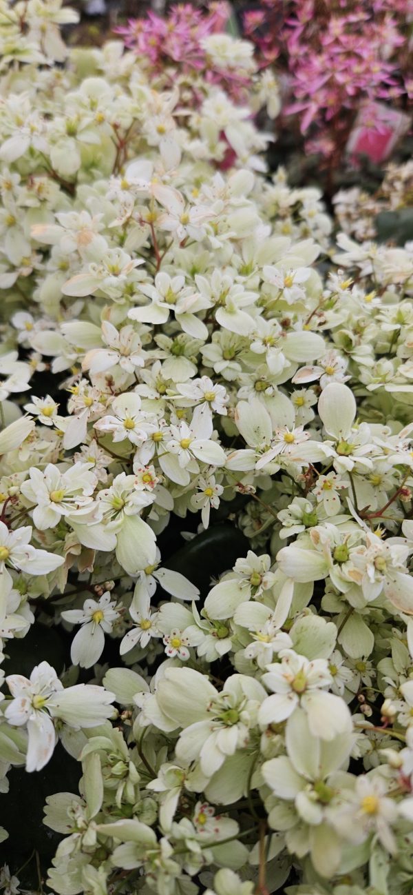 Saxifraga Dancing Pixies 'Tracie'4 Saxifraga Dancing Pixies 'Tracie'