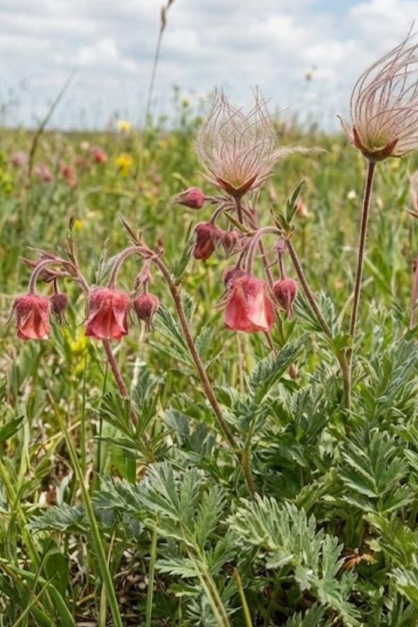 Geum triflorum Geum triflorum
