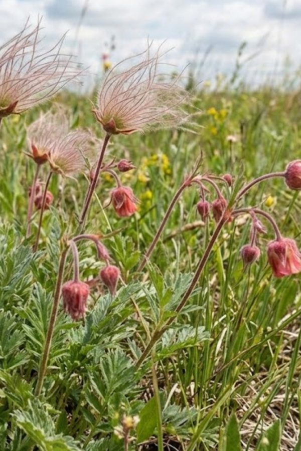 Geum triflorum Geum triflorum