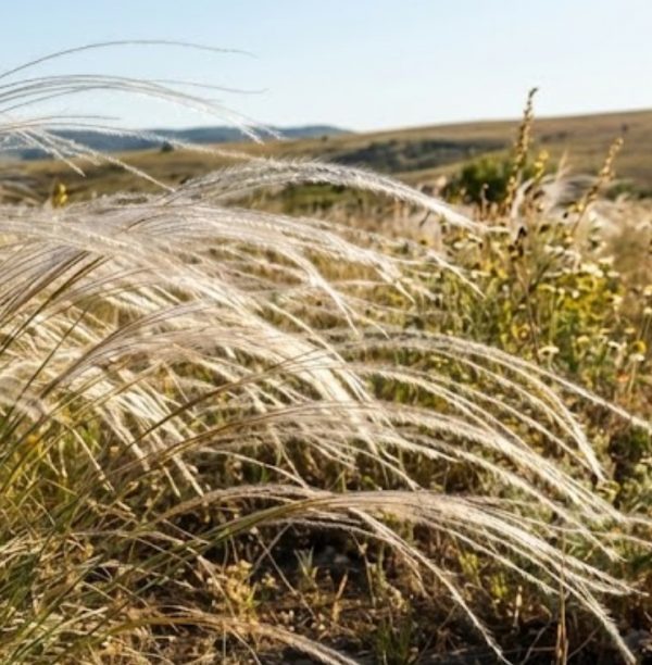 Stipa tirsa Stipa tirsa
