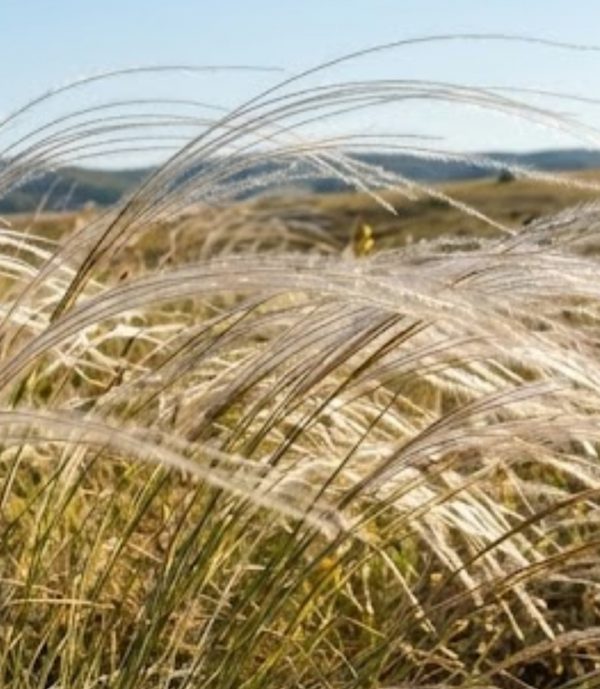 Stipa tirsa Stipa tirsa