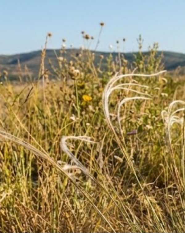 Stipa tirsa Stipa tirsa
