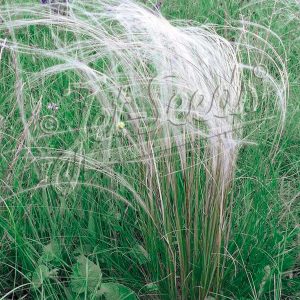 Stipa tirsa