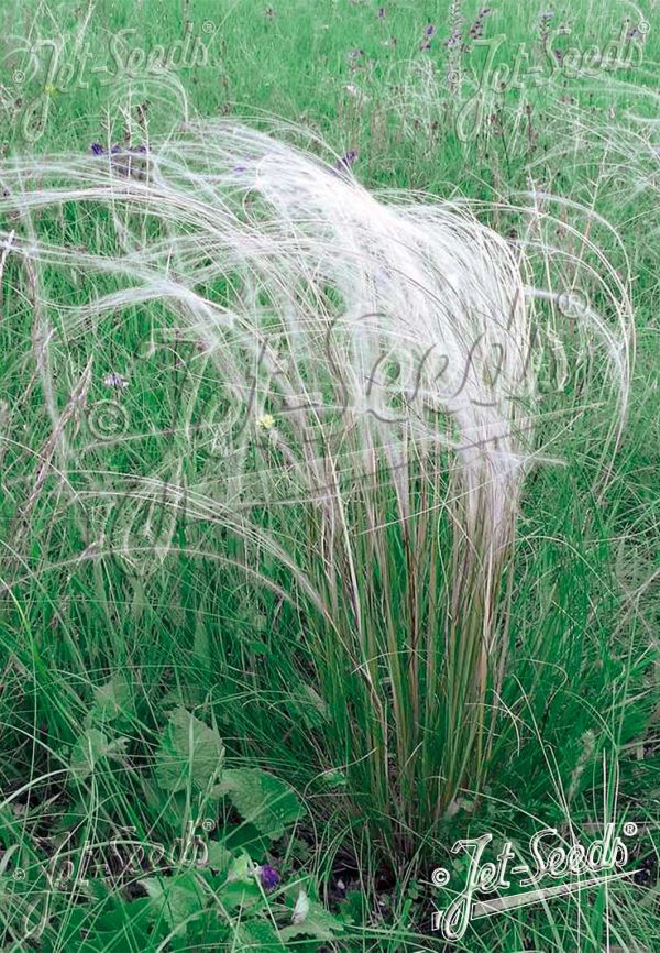 Stipa tirsa Stipa tirsa