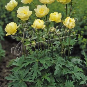 Trollius x cultorum 'New Moon'