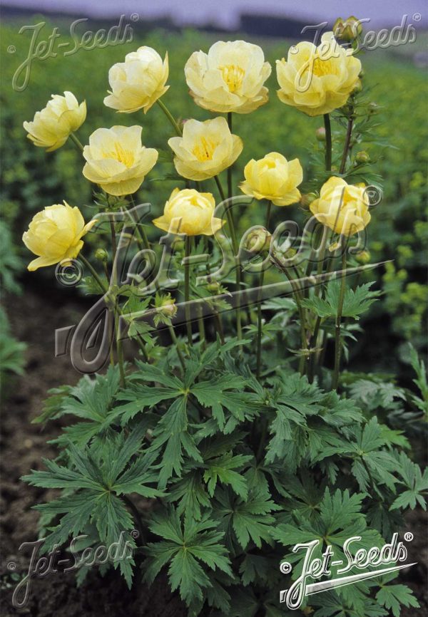 Trollius x cultorum 'New Moon' Trollius x cultorum 'New Moon'