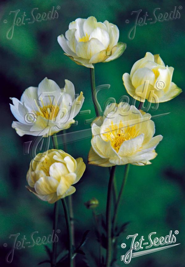 Trollius x cultorum 'New Moon'2 Trollius x cultorum 'New Moon'