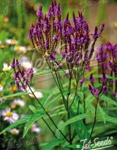 Verbena hastata 'Blue Spires'