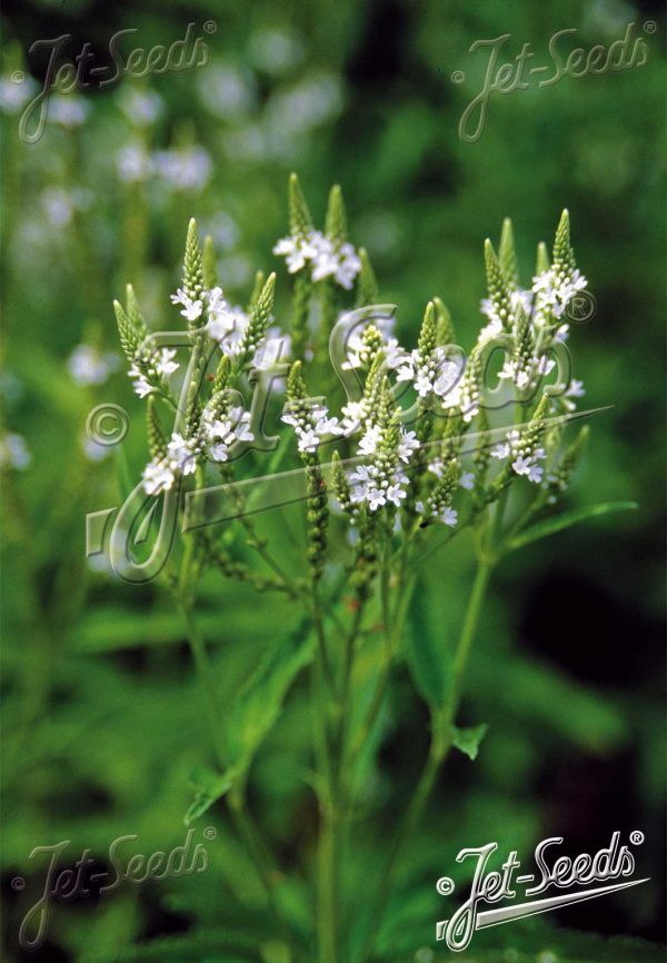 Verbena hastata 'White Spires'