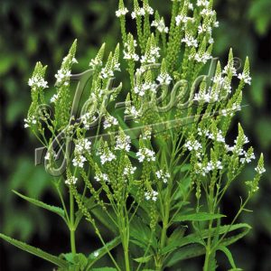 Verbena hastata 'White Spires'