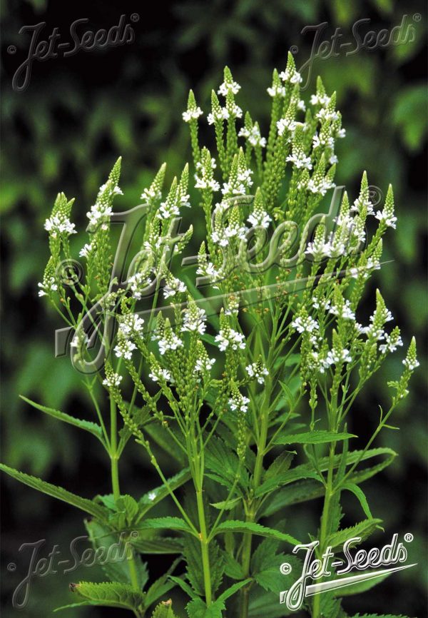 Verbena hastata 'White Spires'