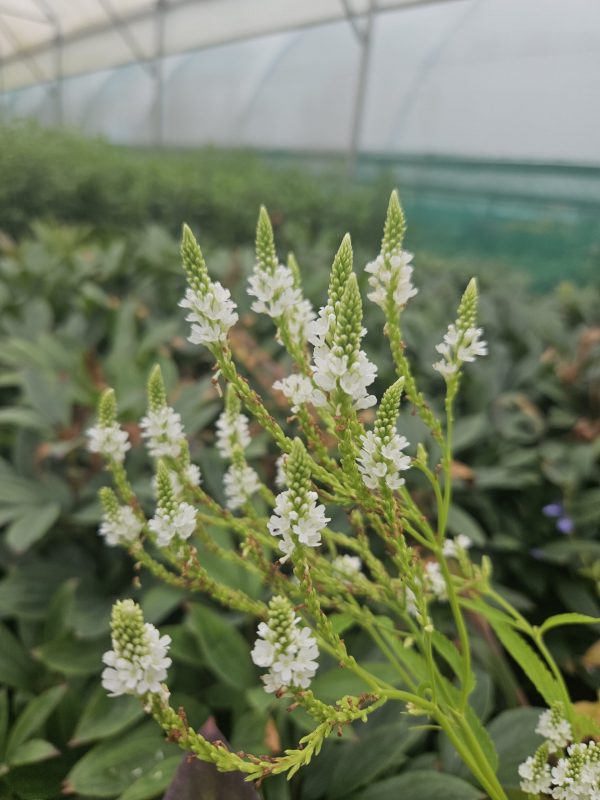 Verbena hastata 'White Spires'