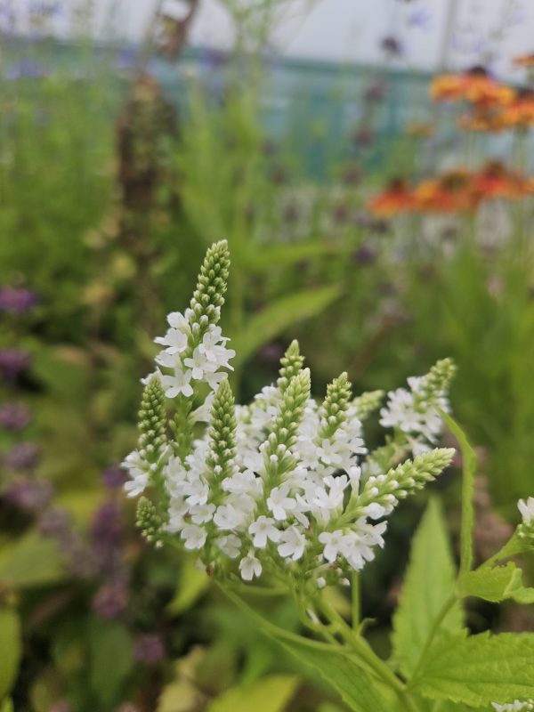 Verbena hastata 'White Spires'