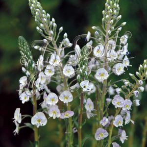 Veronica gentianoides 'Blue Streak'